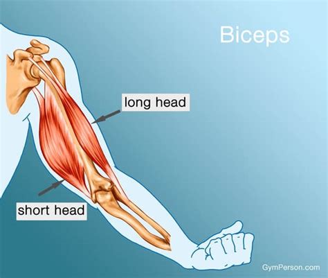 what muscles are used in arm wrestling|Muscle Breakdown: What Muscles Are Used in Arm。